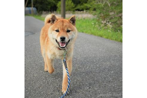 成約済の千葉県の柴犬-234410の2枚目